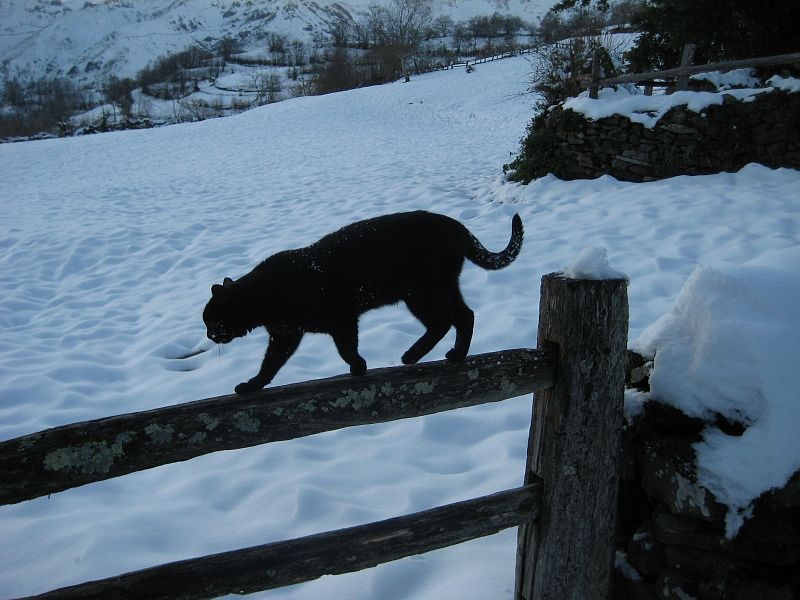 Nieve en el Parque Natural de Redes, Asturias