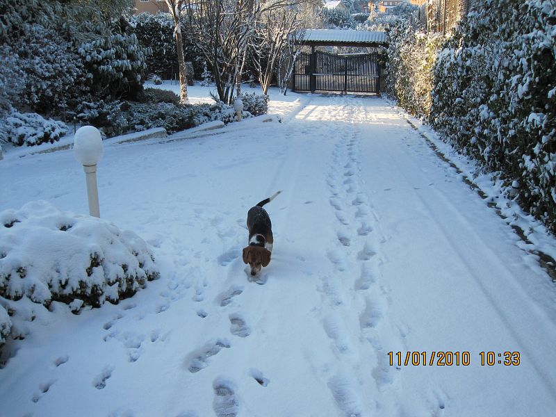 IAtrapados en casa en El Bosque de Villaviviciosa de Odón, Madrid. mposible salir de casa hoy con la nevada que hay y con la rampa inclinada que tenemos. Sin embargo, nuestra perrita beagle, Norah ha disfrutado de lo lindo.