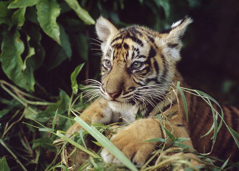 Estudios recientes indican que puede haber tan sólo 3.200 tigres (Panthera tigris) en su hábitat natural. Los tigres ocupan menos del 7% del territorio original, el cual ha disminuido un 40% durante los últimos 10 años.La acelerada deforestación y la