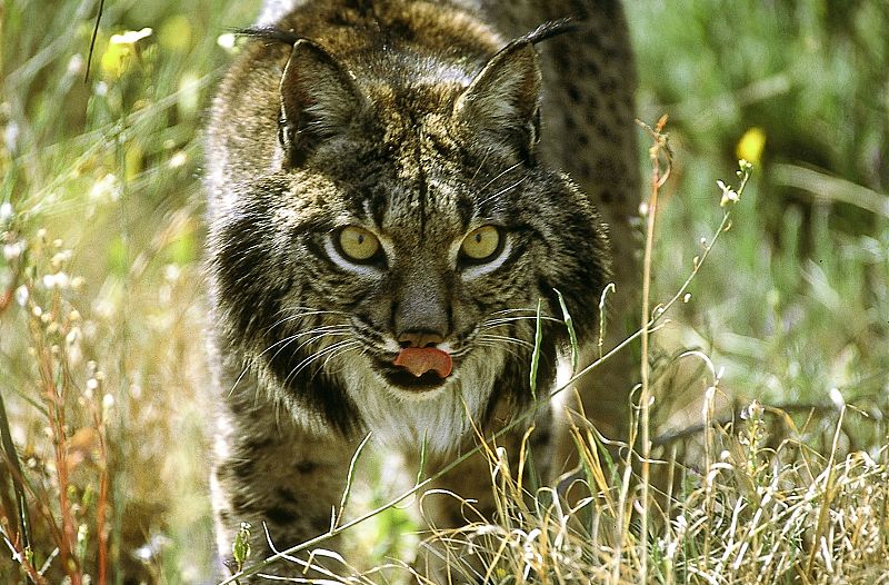 Además de compartir el problema mundial del atún rojo, en nuestro país podemos destacar la presencia del felino más amenazado del Planeta, el lince ibérico. Este animal cuenta con tan sólo doscientos ejemplares en todo el mundo, localizados entre Si