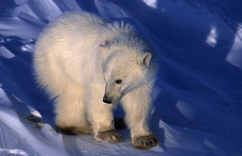 Young Polar bear. Manitoba, Canada.