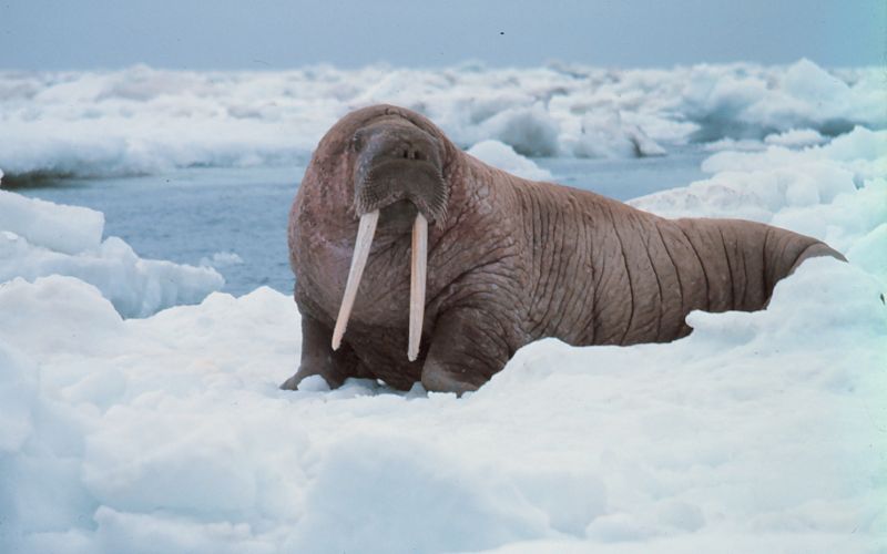 El mar de Chuckchi y el mar de Bering en el Ártico son el hogar de la morsa del Pacifico (Odobenus rosmarus divergens), otra de las principales víctimas del cambio climático. Estos animales dependen de las capas de hielo flotante para descansar, dar