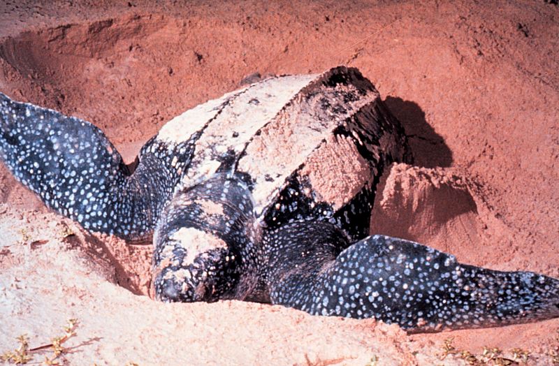 La tortuga laúd (Dermochelys coriacea) es la tortuga marina más grande y uno de los reptiles que ha sobrevivido durante cientos de millones de años. Ahora se encuentra bajo grave peligro de extinción. Estimaciones recientes indican que su población