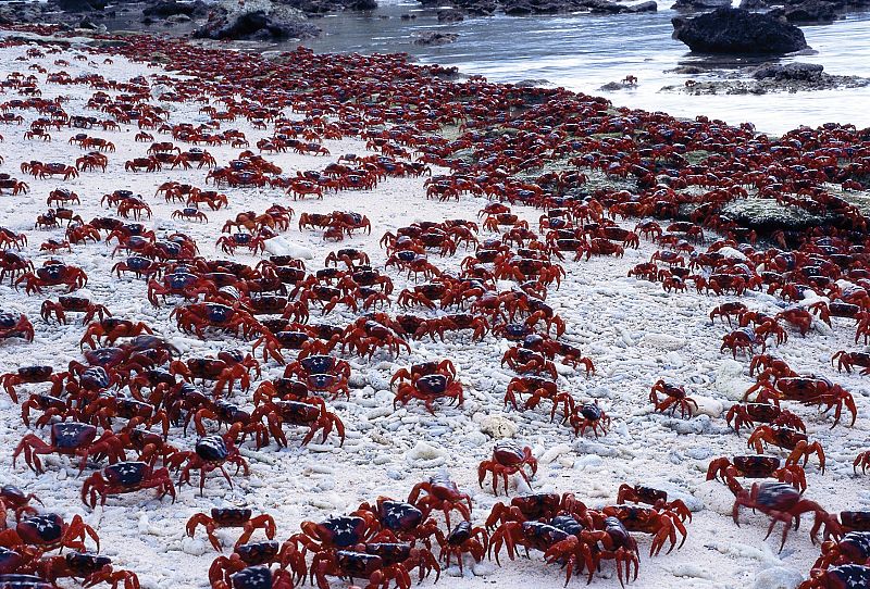 Cuando la ingente cantidad de cangrejos alcanza el océano depositan sus huevos. Cada cangrejito pone unos ¡50.000! Los huevos eclosionan nada más entrar en contacto con el agua y entonces la costa se tiñe de rojo.