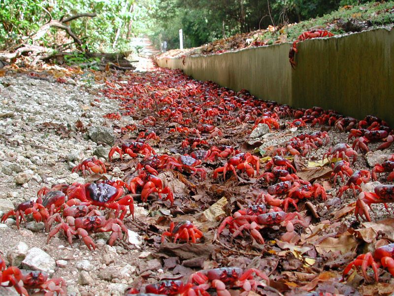 En la isla Christmas, en Australia, en un momento dado, millones de pequeños cangrejos emergen de las profundidades de la isla