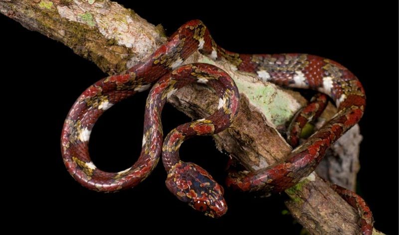 La nueva serpiente comecaracoles es la especie que más ha sorprendido a los científicos.