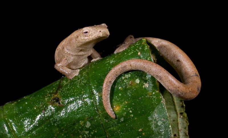 Una de las salamandras sin pulmones halladas en Ecuador