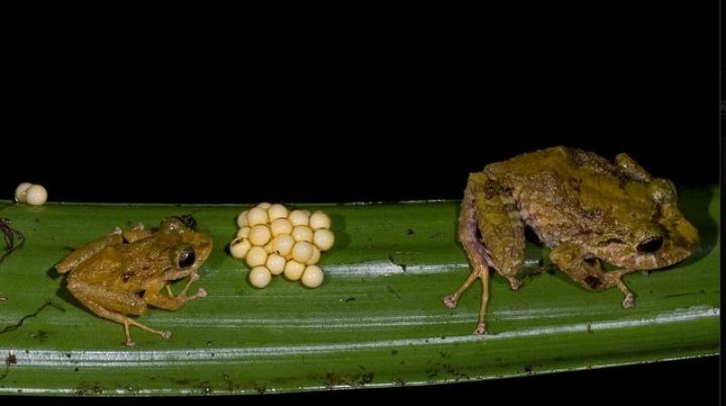 Las ranas descubiertas ponen los huevos ¡en los árboles! y cuando nacen lo hacen ya con forma de rana. Son minúsculas ranitas en vez de renacuajos.