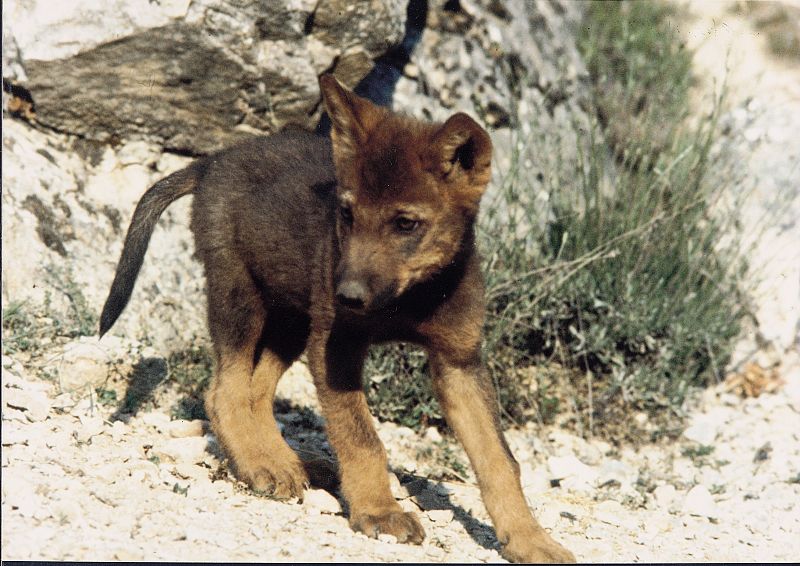 Un lobezno retratado en la serie Ibérica.