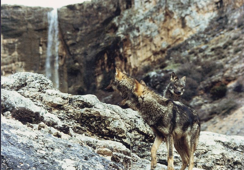 Lobos durante el rodaje de la serie Ibérica.