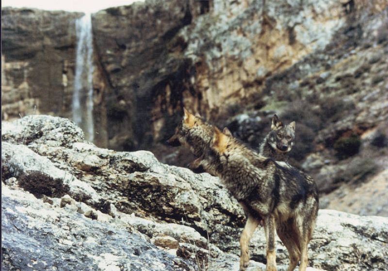 Lobos durante el rodaje de la serie Ibérica.