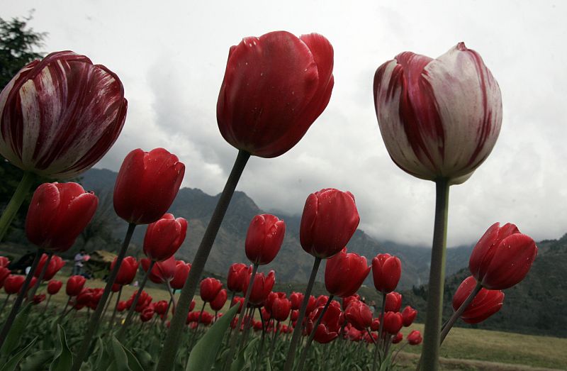 El tulipán significa amistad