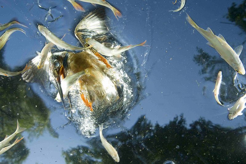 Joe Petersburger, a National Geographic based in Hungary, won the first prize in the Nature Singles category for this picture of a Hunting kingfisher