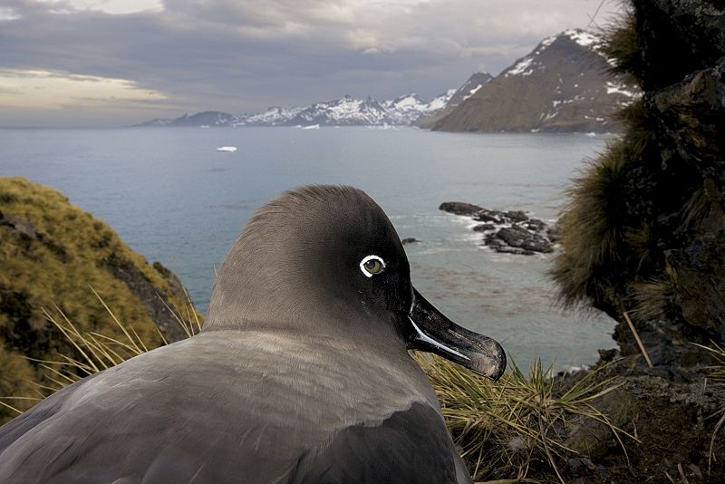 Paul Nicklen, a National Geographic based in Canada, won the first prize Nature Stories for this picture taken in South Georgia, Antartica