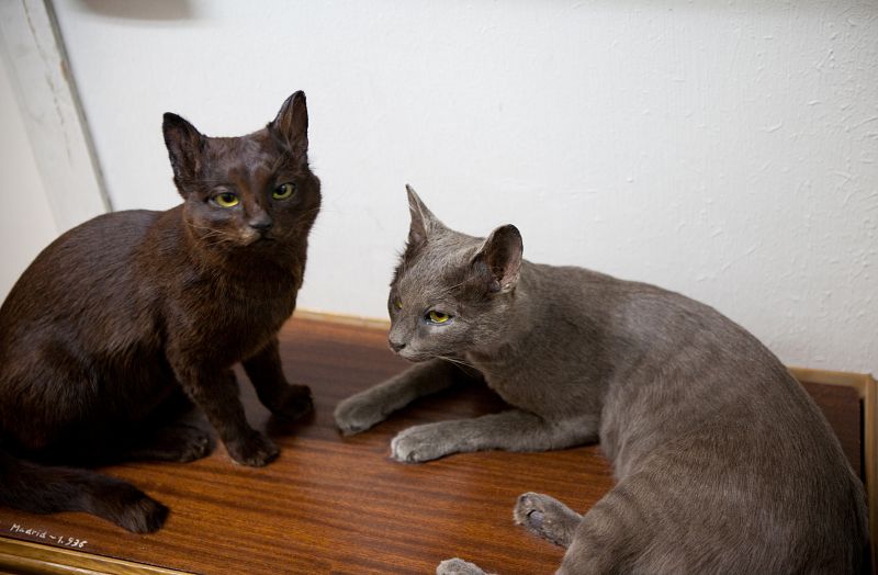 El Laboratorio de Conservación tiene animales taxidermizados, como los del almacén visitable que hemos dejado atrás. De hecho, nos dan la bienvenida las `mascotas¿ del laboratorio: dos gatos disecados.