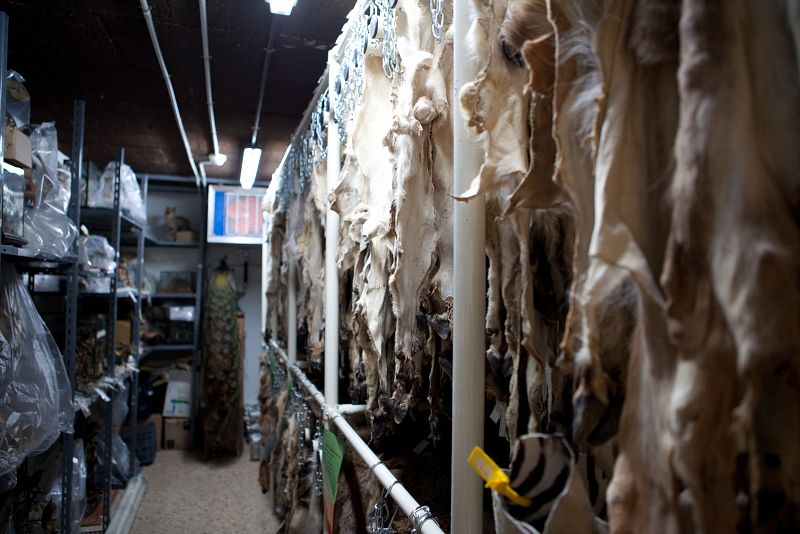 Los grandes mamíferos están en una cámara. Vemos decenas de pieles colgadas y cientos de animales disecados. Al fondo un pavo real