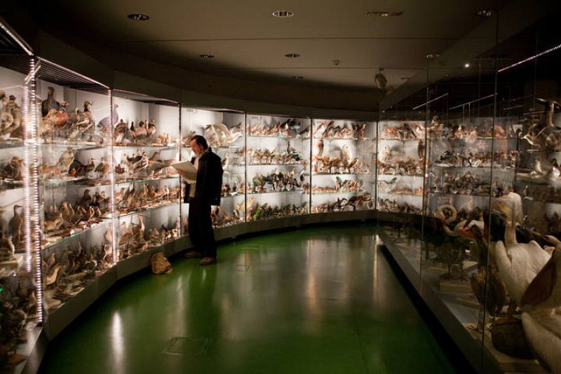  En el Almacén Visitable de animales taxidermizados la estampa es impresionante. Todos los animales están disecadas con posturas naturales, para simular que aún corre sangre por sus venas. 