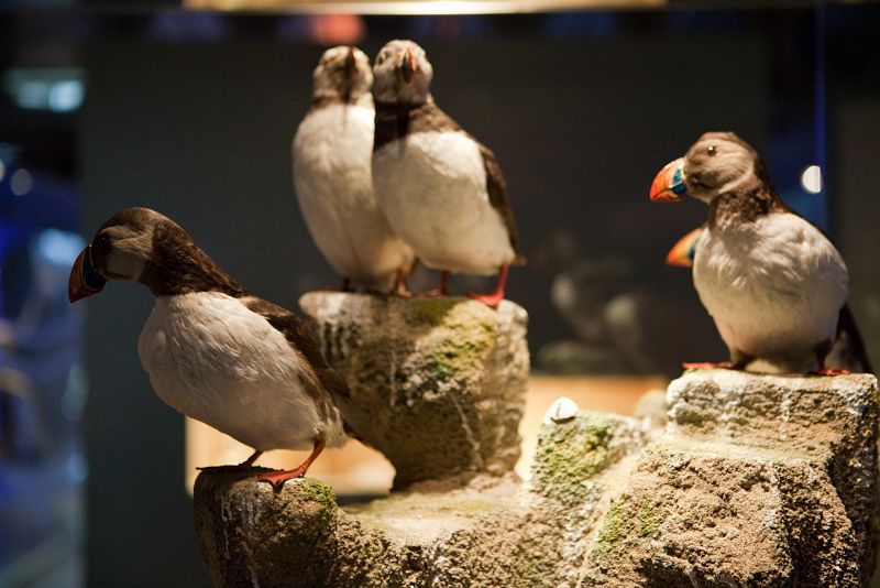 En total hay expuestos 1.200 ejemplares de aves y mamíferos. En esta sala la temperatura es constante y la luz es tenue, fría y de fibra óptica. De lo contrario los ejemplares podrían dañarse.