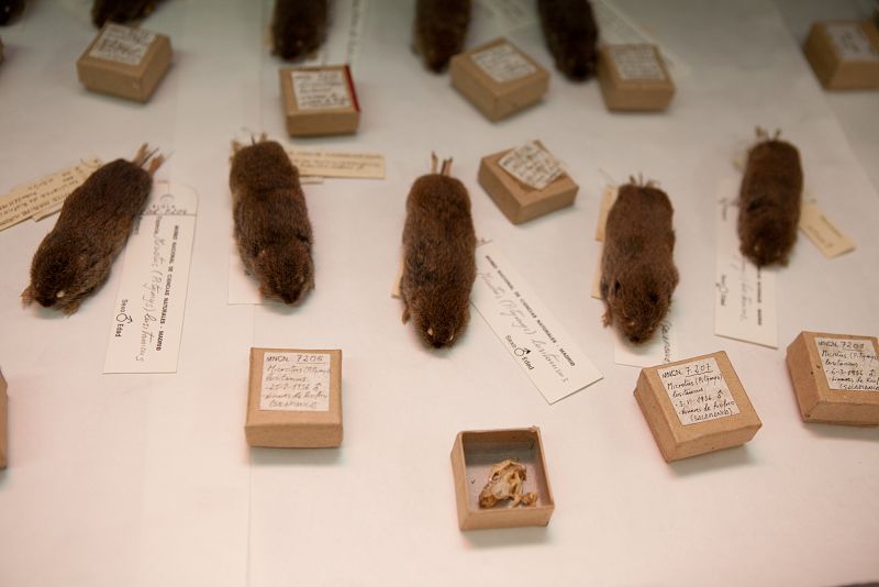 Aquí los animales están disecados con fines científicos. Por eso están taxidermizados de forma diferente a los de la exposición. "Aquellos están en posturas naturales y los del laboratorio no", explica mientras abre un cajón en el que podemos ver dec