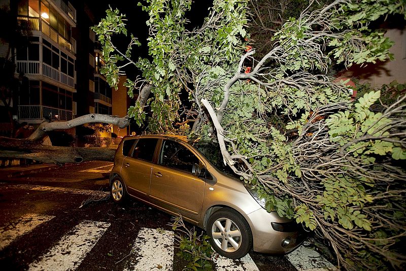 Un árbol caído sobre un vehículo en una calle de Santa Cruz de Tenerife motivado por el fuerte viento que azota la isla.