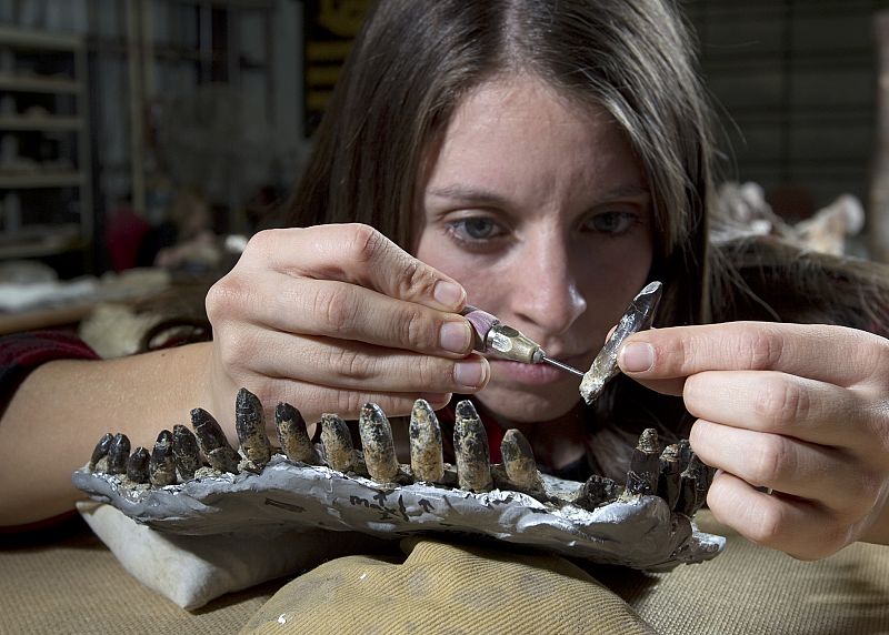 Los dientes del Abydosaurus mcintoshi son grandes y relativamente afilados. Esta estructura indica que no masticaban y aplastaban las hojas de los árboles.