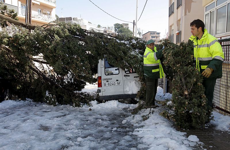 Árboles caídos por la nieve en Barcelona