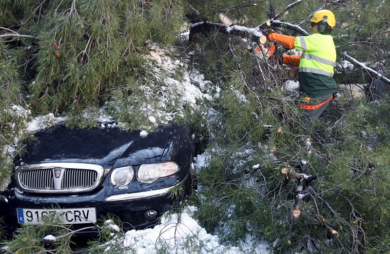 Destrozos por árboles caídos en Barcelona