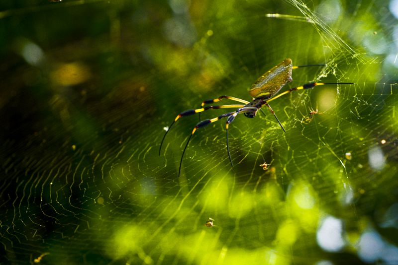 Fotografía de Ángel Navarro Gómez a una araña Nephilla en la selva de Costa Rica. Su tela de araña recibe el nombre de 'telaraña dorada'. Es un material muy resistente; actualmente se fabrican chalecos antibalas con sus hilos.