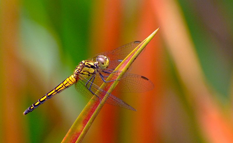 Fotografía de Ángel Navarro Gómez de una libélula en Thailandia