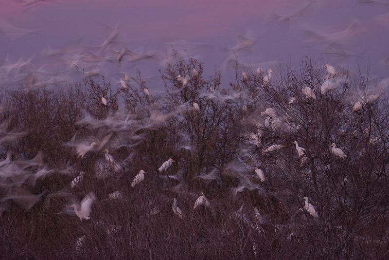 Foto de Fernando Ortega en el momento en que una bandada de pájaros intuye un peligro y están a punto de echarse todos a volar
