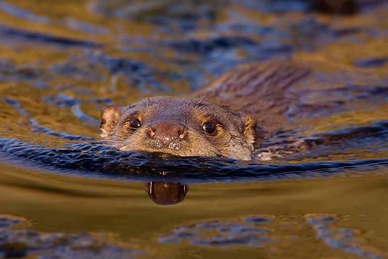 Fotografía de Javier Milla en la que aparece una nutria sacando la cabeza del agua, para respirar, mientras nada por las aguas de un río.