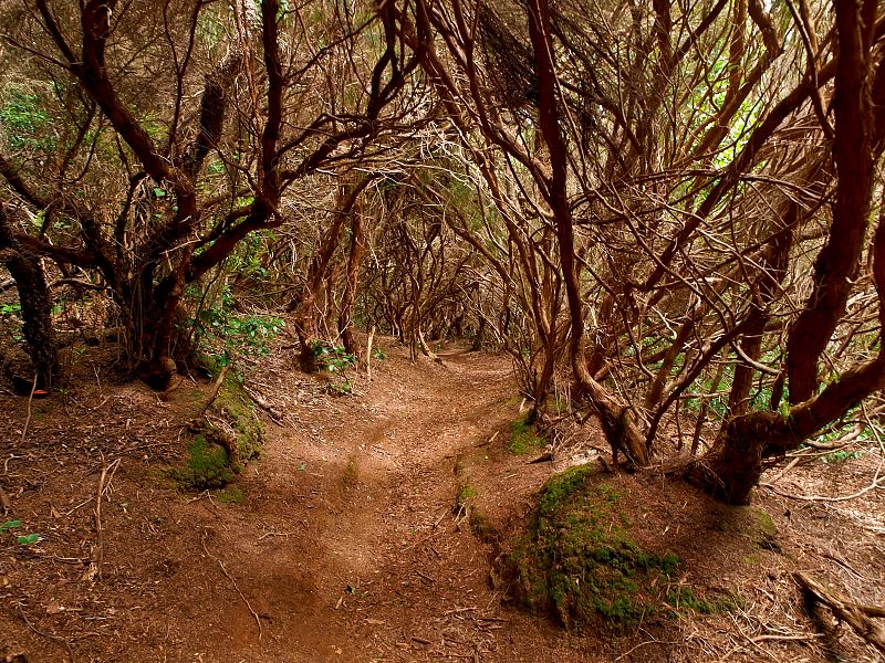 Fotografía de Manuel Silgo en la que se nos descubre un camino enramado que parece llevarnos hacia el interior de un laberinto sin salida.