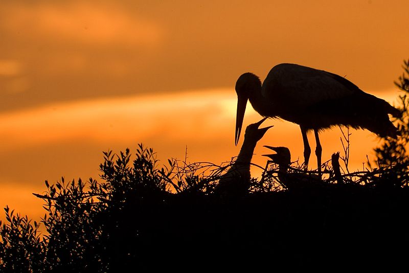 Fotografía de Fernando Ortega en la que aprecia como una cigüeña da de comer a sus polluelos en un bello atardecer.