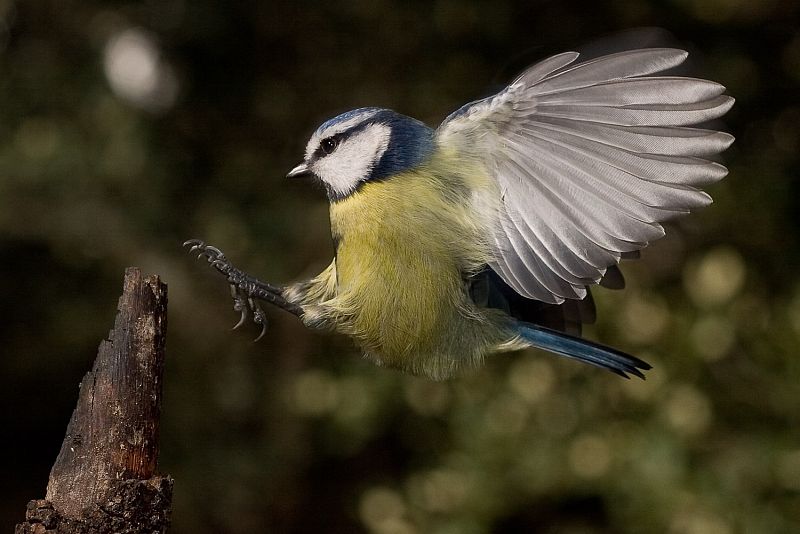 Fotografía de Fernando Ortega que capta un momento del vuelo del Herrerillo Común (Parus caeruleus) en el momento en el que extiende sus garras para posarse sobre la rama de un árbol.