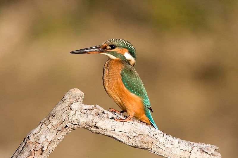 Fotografía de Francisco Salso a un Martín Pescador, un pájaro pequeño con un gran pico que aprovecha para cazar peces con los que alimentarse.