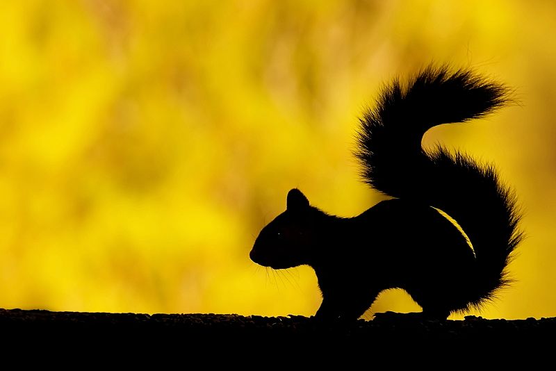 Fotografía de Javier Milla en la que podemos ver la silueta de una ardilla atravesando la rama de un árbol.