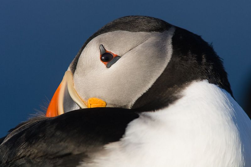 Fernando Ortega - FrailecilloFotografía de Fernando Ortega en la que se puede ver la belleza del rostro de un Frailecillo (Fratecula arctica).