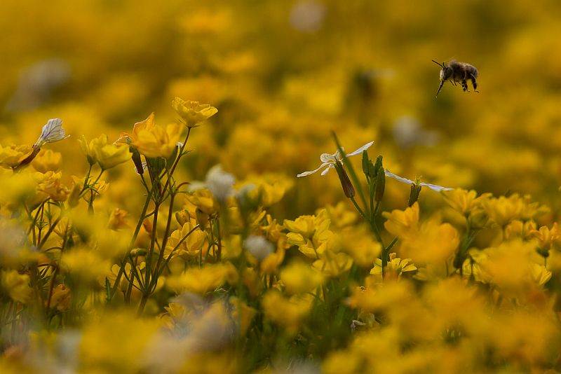 Fotografía de Fernando Ortega en la que se ve el momento en el que un abejorro se posa en una flor