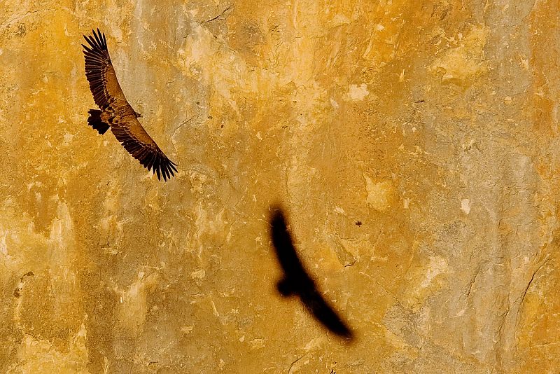 Un buitre leonado en pleno vuelo