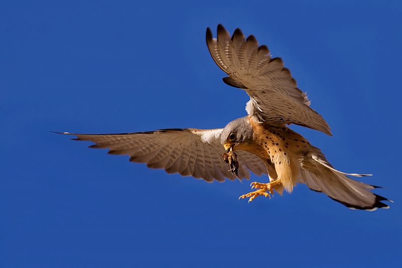 Fotografía de Javier Milla a este Cernícalo Primilla en el momento en el que ha capturado un ratón y se lo lleva a un lugar seguro donde poder comérselo tranquilo.