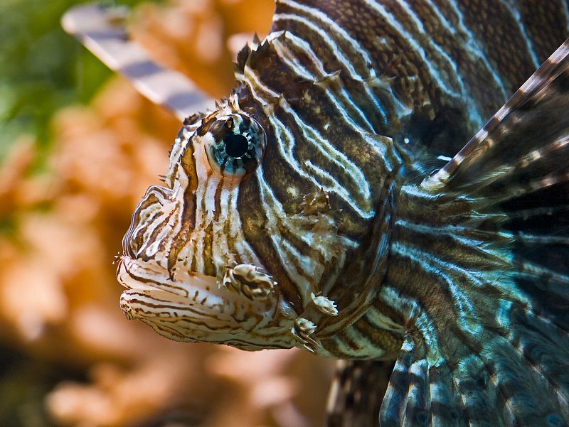 Fotografía de Manuel Silgo en la que podemos ver un Pterois Volitans (pez)