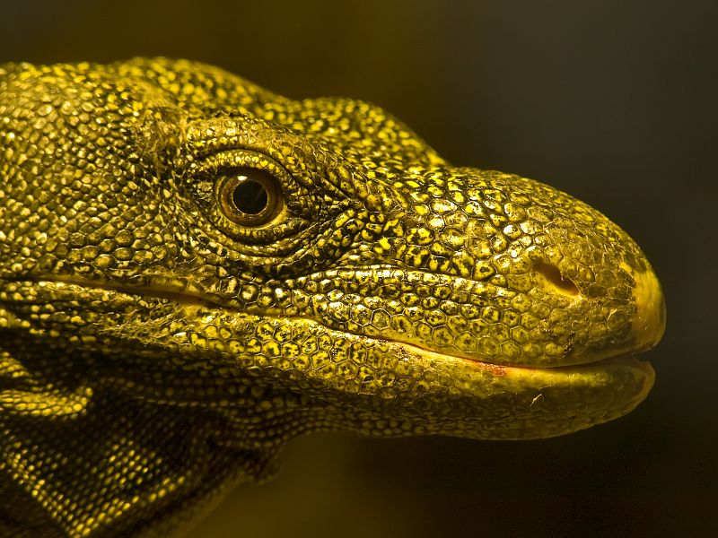 Fotografía de Manuel Silgo de un lagarto Varano. Ése el nombre común que se le da a un género de lagartos cuya naturaleza comprende unas 30 especies cuya medida oscila entre los 30 cm. de longitud cuando son crías, y los 3 m. cuando son jóvenes o ya