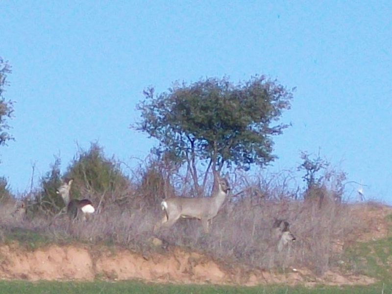 Mi hermano y yo, amantes de la naturaleza como los que más, nos gusta mucho salir al campo y fotografiar animales. En muchos de los casos, siempre vemos a una manada de corzos, que, por extraño que parezca, dejan que nos acerquemos.