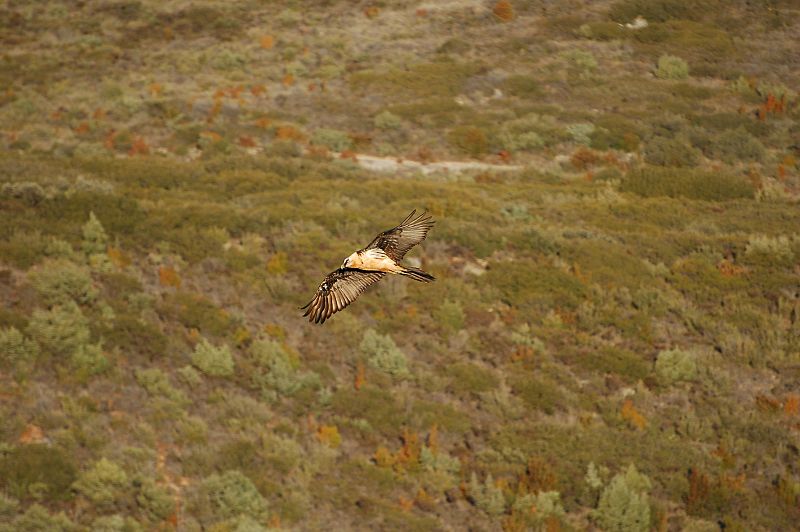 En esta fotografía que nos envía José Herencia, podemos ver el majestuoso vuelo de un quebrantahuesos persiguiendo a un lobo.