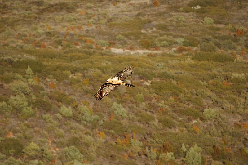 En esta fotografía que nos envía José Herencia, podemos ver el majestuoso vuelo de un quebrantahuesos persiguiendo a un lobo.