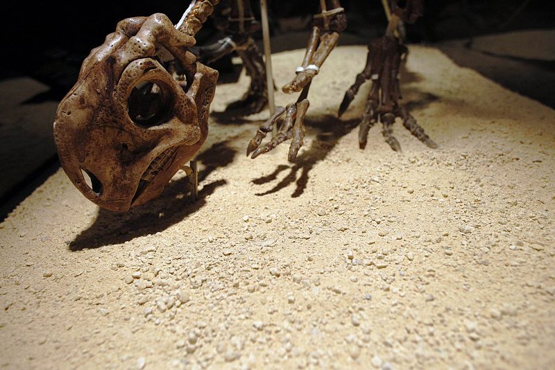 A Psittacosaurus dinosaur skeleton is displayed during an exhibition "Dinosaurs, treasures of Gobi desert" at CosmoCaixa in Alcobendas