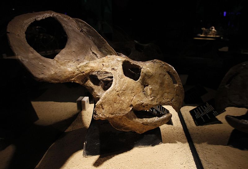 A Protoceratops dinosaur skeleton is displayed during an exhibition "Dinosaurs, treasures of Gobi desert" at CosmoCaixa in Alcobendas