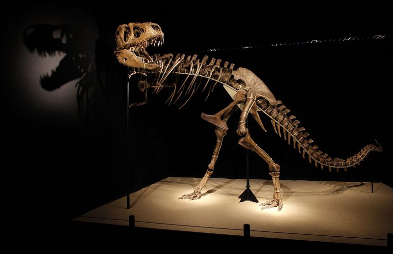 A Tarbosaurus dinosaur skeleton is displayed during an exhibition "Dinosaurs, treasures of Gobi desert" at CosmoCaixa in Alcobendas