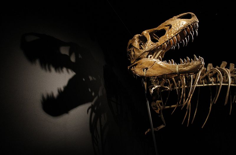A Tarbosaurus dinosaur skeleton is displayed during an exhibition "Dinosaurs, treasures of Gobi desert" at CosmoCaixa in Alcobendas