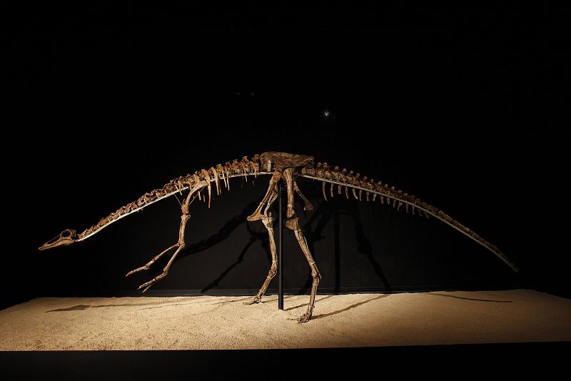 An Anserimimus dinosaur skeleton is displayed during an exhibition "Dinosaurs, treasures of Gobi desert" at CosmoCaixa in Alcobendas